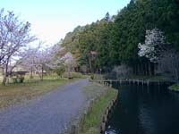 千波公園池
