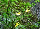 PICT2584 ”やまぶき”